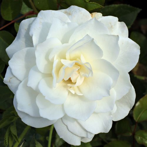 Vendita, rose rose arbustive - bianco - Rosa Schneewittchen® - rosa mediamente profumata - Reimer Kordes - Ricchi fiori a grappolo, duraturi e di un bellissimo bianco